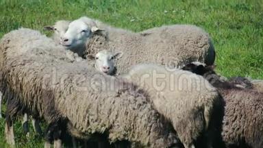 一群老羊和<strong>小羊</strong>在绿色的<strong>草地上</strong>